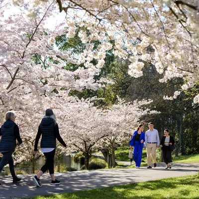 People walking amongst the cherry blossoms at the Botanic Gardens.