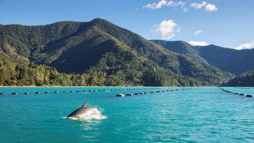 Mussel Farm In Havelock