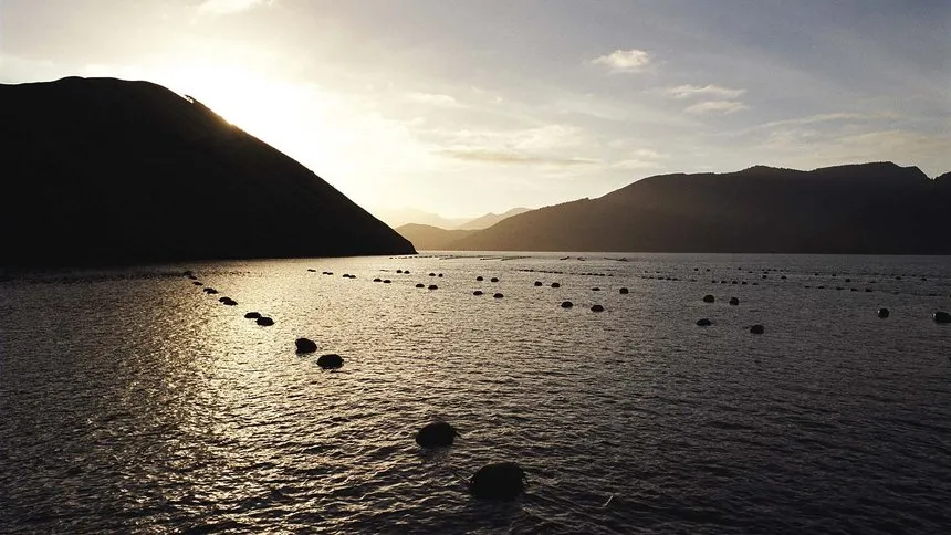 Mussel Farm New Zealand