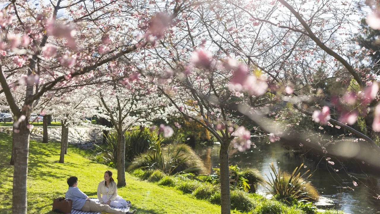 Couple sitting under chery blossom trees