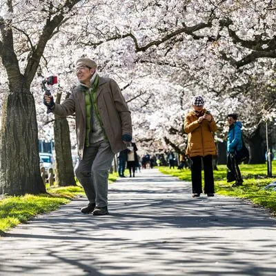Taking photos of Cherry Blossoms Hagley Park.