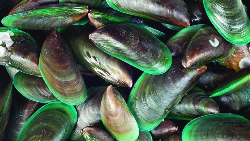 Green Lipped Mussels
