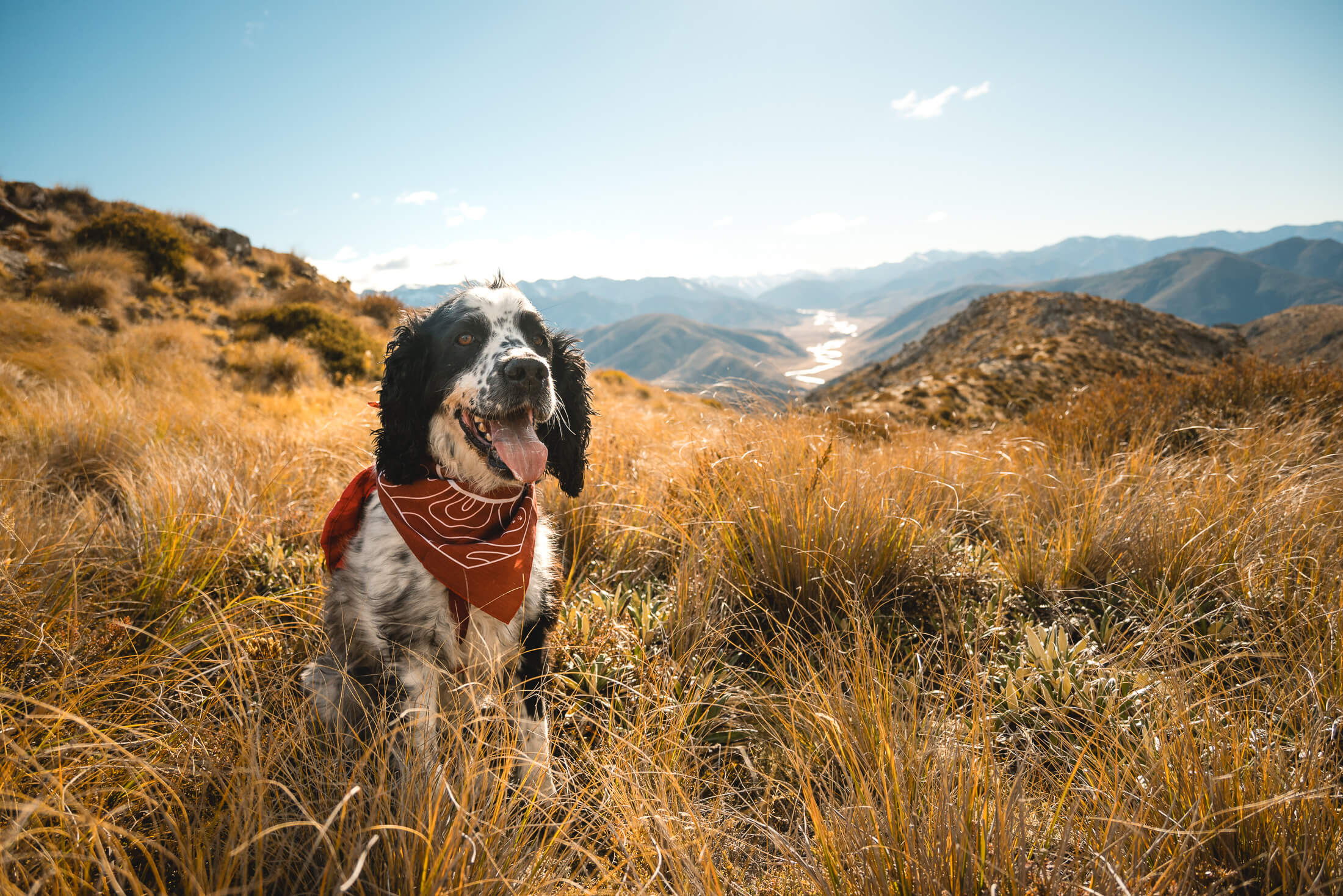 Bush walks for sales dogs near me